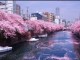 【隅田川桜まつり】屋形船と川面に浮かぶ桜の花びら
